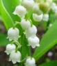 lilly of the valley.jpg